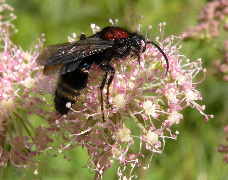 Mutilla europaea maschio